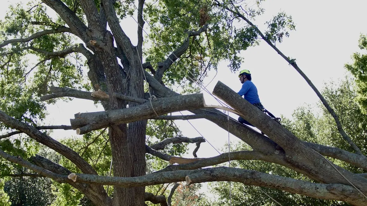 Professional Crown Thinning performed by certified arborists in Powers