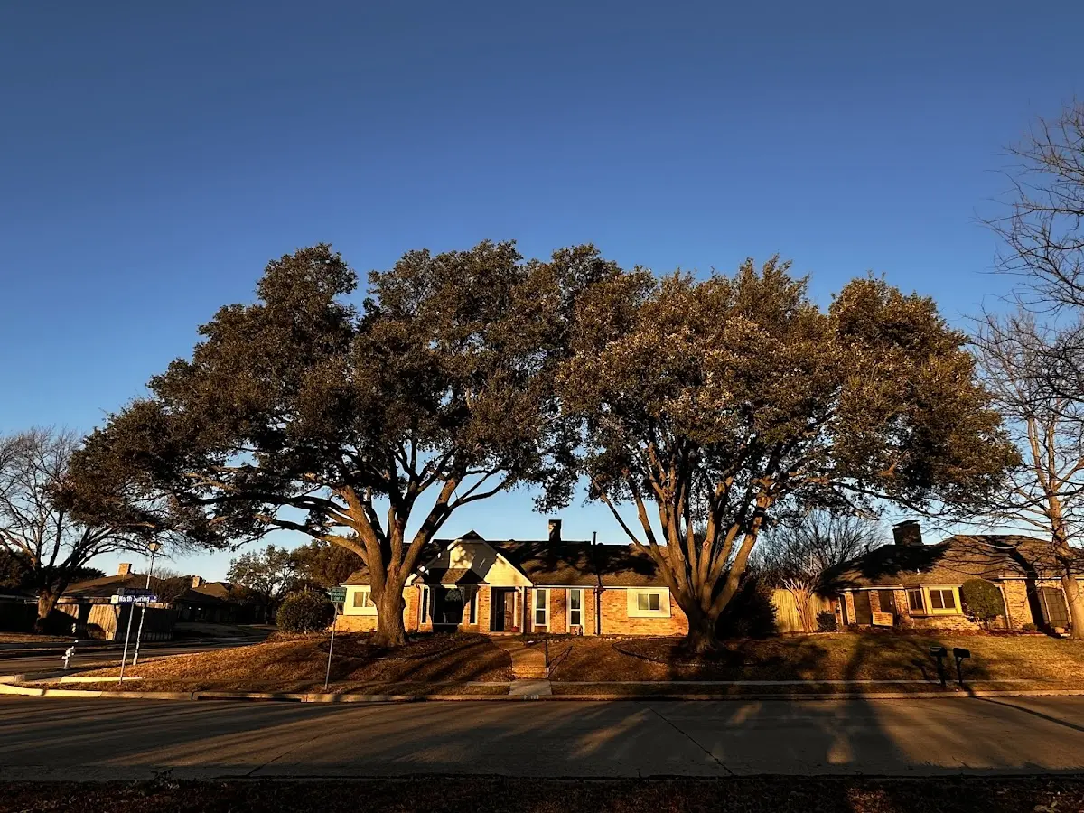 Established residential canopy tree shading a home in Powers